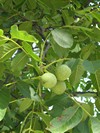 Растения Евпатории - грецкий орех